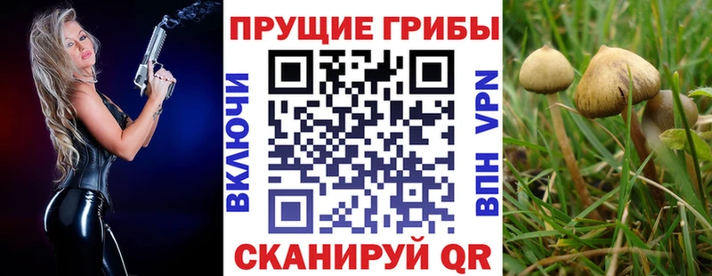 Купить  Межгорье  Галлюциногенные грибы Psilocybine cubensis 